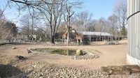 1. 3. 2014 - Žirafa kordofánská
