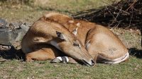 1. 3. 2014 - Antilopa nilgau