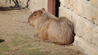 1. 3. 2014 - Kapybara