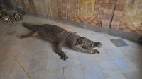 3. 9. 2016 - Krokodýl v salla terreně