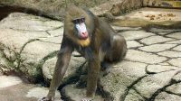 3. 4. 2026 - Mandril rýholící (Mandrillus sphinx)