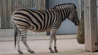 3. 4. 2026 - Zebra stepní (Equus quagga)