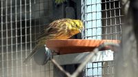 3. 4. 2026 - Strnad obecný (Emberiza citrinella)