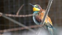 3. 4. 2026 - Vlha pestrá (Merops apiaster)