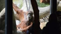 3. 4. 2026 - Orangutan sumaterský (Pongo abelii)