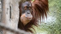 3. 4. 2026 - Orangutan sumaterský (Pongo abelii)