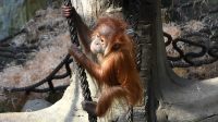 3. 4. 2026 - Orangutan sumaterský (Pongo abelii)