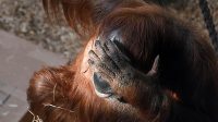 3. 4. 2026 - Orangutan sumaterský (Pongo abelii)