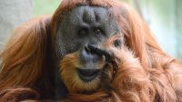 3. 4. 2026 - Orangutan sumaterský (Pongo abelii)