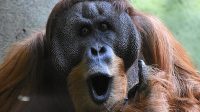 3. 4. 2026 - Orangutan sumaterský (Pongo abelii)