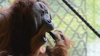 3. 4. 2026 - Orangutan sumaterský (Pongo abelii)