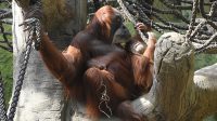 3. 4. 2026 - Orangutan sumaterský (Pongo abelii)