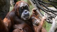 3. 4. 2026 - Orangutan sumaterský (Pongo abelii)