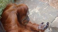 3. 4. 2026 - Orangutan sumaterský (Pongo abelii)