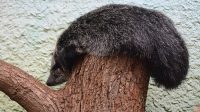 3. 4. 2026 - Binturong (Arctictis binturong)