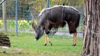 3. 4. 2026 - Nyala nížinná (Tragelaphus angasii)