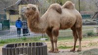 3. 4. 2026 - Velbloud dvouhrbý (Camelus bactrianus)
