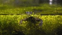 3. 4. 2026 - Žebrovník Waltlův (Pleurodeles waltl)