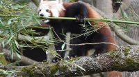 3. 4. 2026 - Panda červená (Ailurus fulgens)