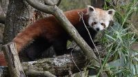 3. 4. 2026 - Panda červená (Ailurus fulgens)