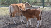 3. 4. 2026 - Banteng jávský (Bos javanicus javanicus)