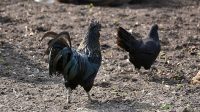 3. 4. 2026 - Cemanská slepice - indonésky Ayam cemani ((Gallus gallus domesticus))