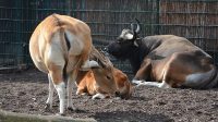 3. 4. 2026 - Banteng jávský (Bos javanicus javanicus)