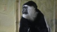 3. 4. 2026 - Gueréza pláštíková (Colobus guereza)