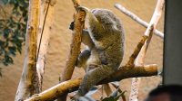 3. 4. 2026 - Koala medvídkovitý (Phascolarctos cinereus)