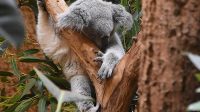 3. 4. 2026 - Koala medvídkovitý (Phascolarctos cinereus)