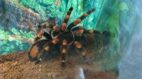 3. 4. 2026 - Sklípkan Smithův (Brachypelma hamorii)