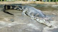 3. 4. 2026 - Tomistoma úzkohlavá - gaviál sundský (Tomistoma schlegelii)