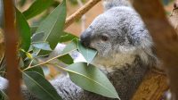 3. 4. 2026 - Koala medvídkovitý (Phascolarctos cinereus)