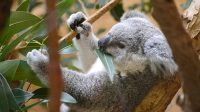 3. 4. 2026 - Koala medvídkovitý (Phascolarctos cinereus)