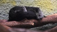 3. 4. 2026 - Binturong (Arctictis binturong)