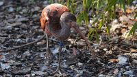 3. 4. 2026 - Ibis rudý (Eudocimus ruber)