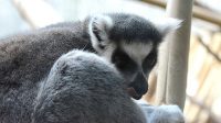 12. 9. 2022 - Lemur kata
