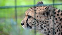 12. 9. 2022 - Gepard