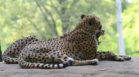 12. 9. 2022 - Gepard