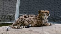 12. 9. 2022 - Gepard