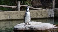 12. 9. 2022 - Tučňák Humboldtův