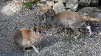 29. 5. 2026 - Mara slaništní