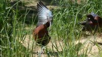 29. 5. 2026 - Ibis hnědý