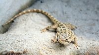 29. 5. 2026 - Agama stepní