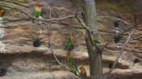 29. 5. 2026 - Agapornis Fischrův