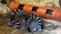 29. 5. 2026 - Lemur kata