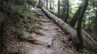 11. 8 2023 - Dosluhující dřevěné stupně pod Myší dírou