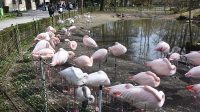 5. 4. 2026 - Plameňák růžový (Phoenicopterus roseus)