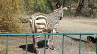 5. 4. 2026 - Zebra horská (Equus zebra)