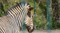 5. 4. 2026 - Zebra horská (Equus zebra)